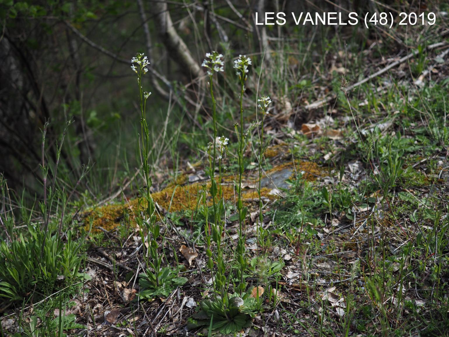 Rock-cress, Hairy